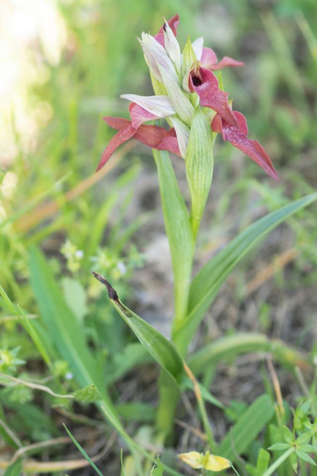 Orchidea da determinare